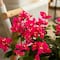 19" UV Resistant Artificial Bougainvillea Bushes, 4ct.